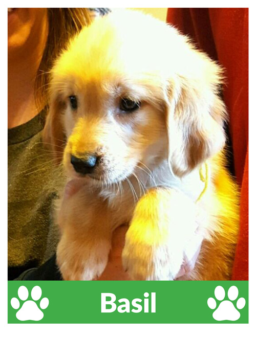 updated-basil-dog2